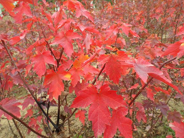 紅點紅楓